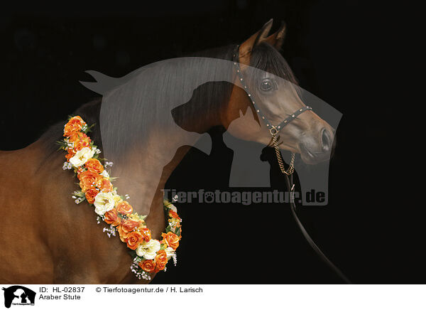 Araber Stute / arabian horse mare / HL-02837