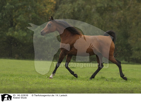 Araber Stute / arabian horse mare / HL-02839