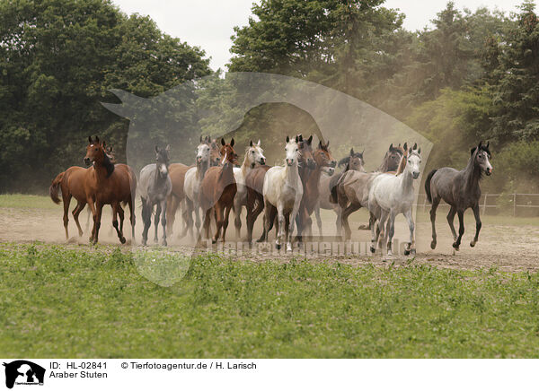 Araber Stuten / arabian horse mares / HL-02841