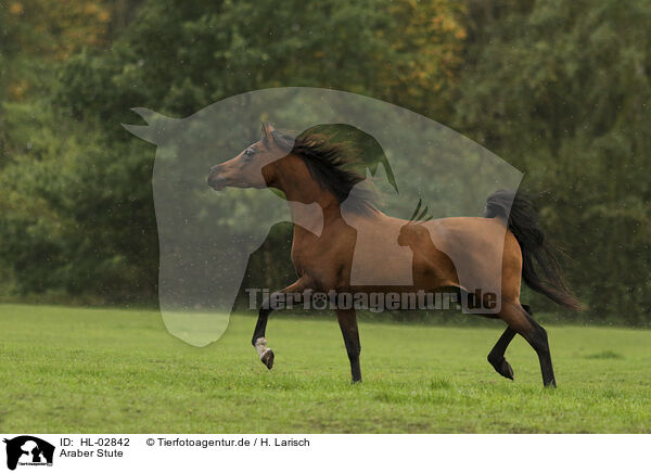 Araber Stute / arabian horse mare / HL-02842