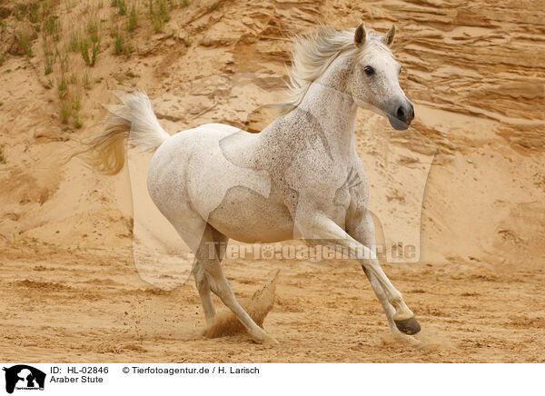 Araber Stute / arabian horse mare / HL-02846