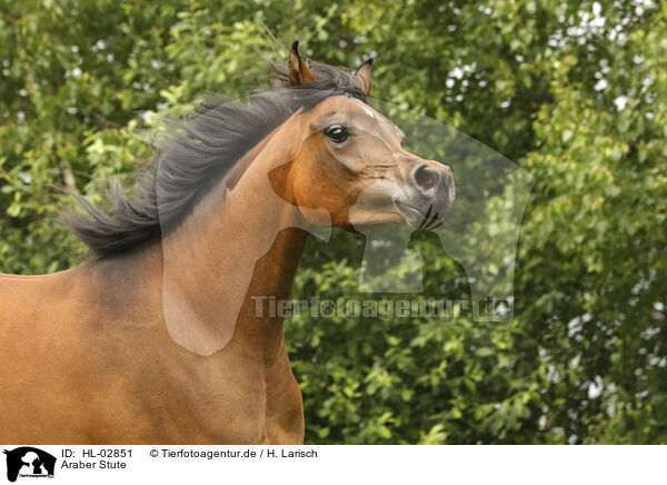 Araber Stute / arabian horse mare / HL-02851