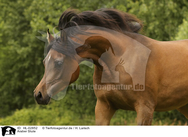 Araber Stute / arabian horse mare / HL-02852