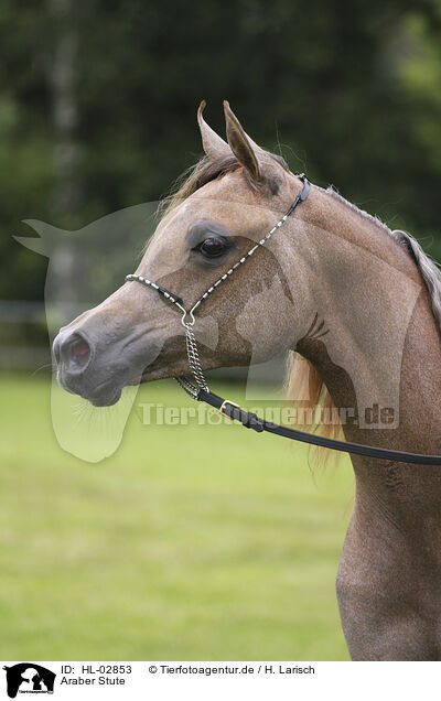Araber Stute / arabian horse mare / HL-02853