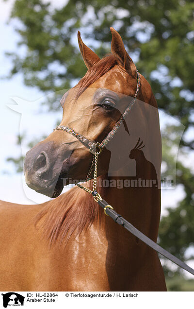 Araber Stute / arabian horse mare / HL-02864