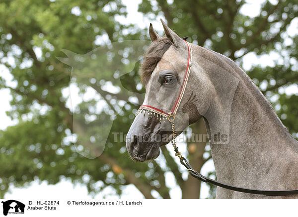 Araber Stute / arabian horse mare / HL-02874