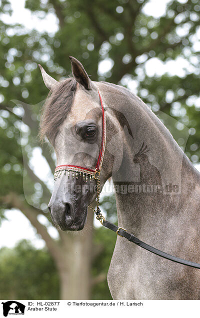 Araber Stute / arabian horse mare / HL-02877