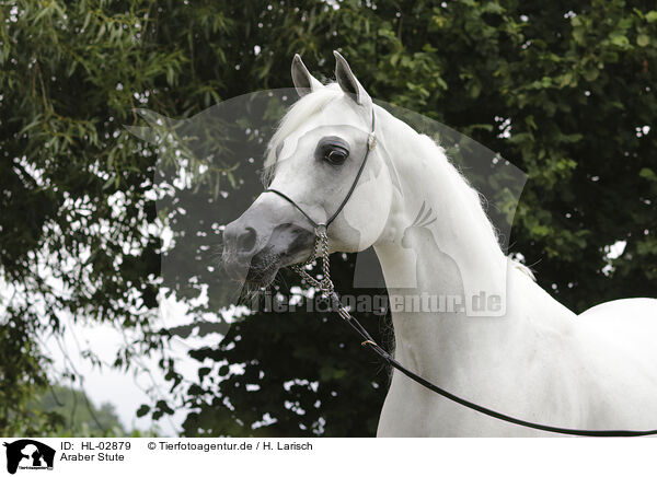 Araber Stute / arabian horse mare / HL-02879