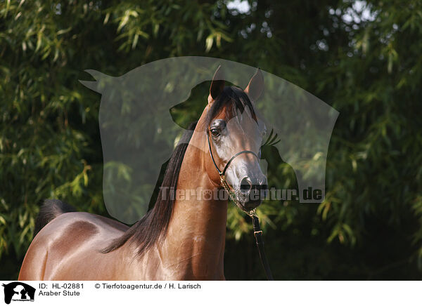 Araber Stute / arabian horse mare / HL-02881