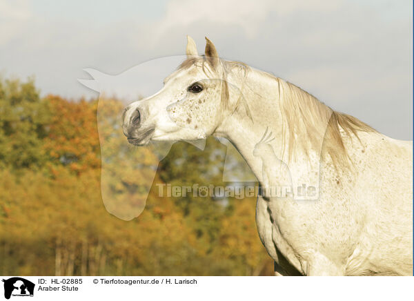 Araber Stute / arabian horse mare / HL-02885