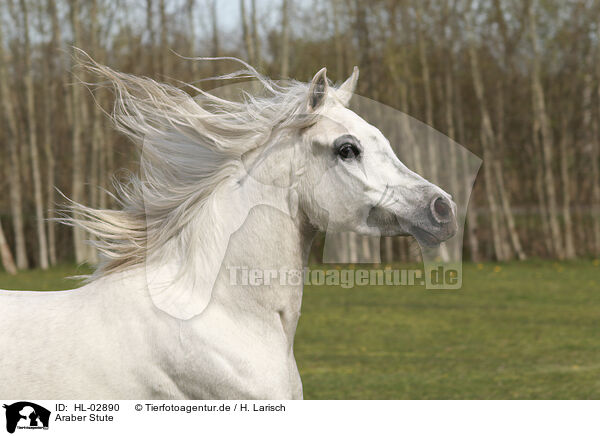Araber Stute / arabian horse mare / HL-02890