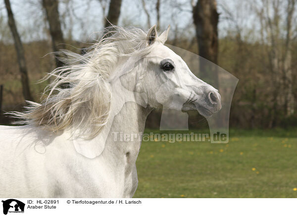 Araber Stute / arabian horse mare / HL-02891