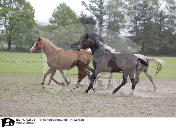 Araber Stuten / arabian horse mares / HL-02893