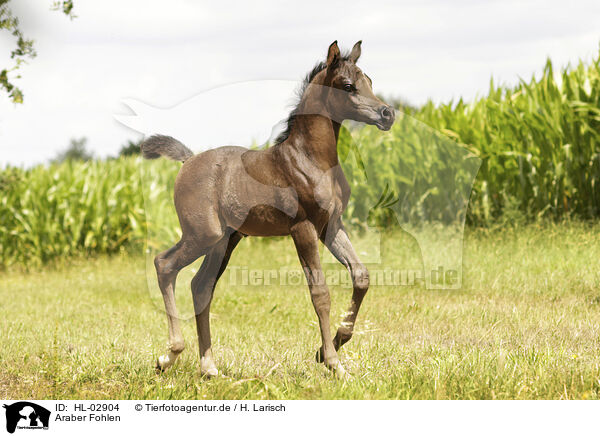 Araber Fohlen / arabian horse foal / HL-02904