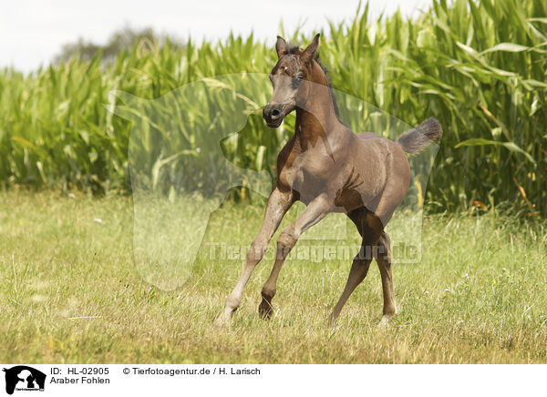 Araber Fohlen / arabian horse foal / HL-02905