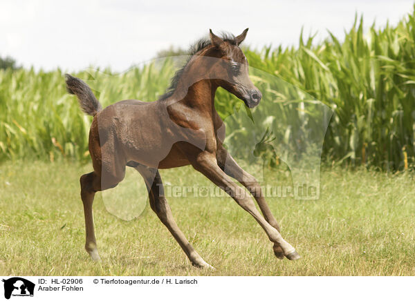 Araber Fohlen / arabian horse foal / HL-02906