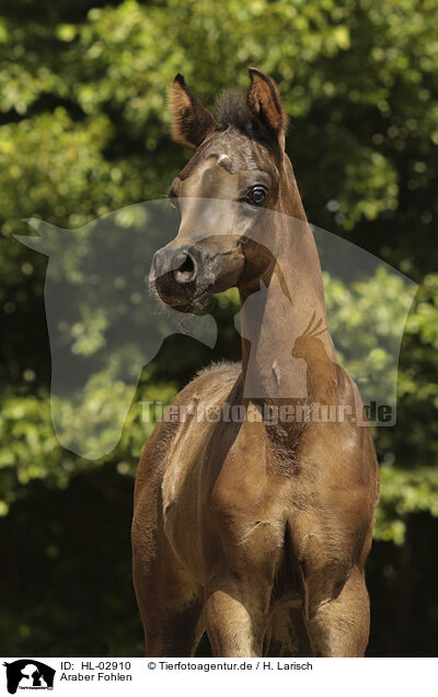 Araber Fohlen / arabian horse foal / HL-02910