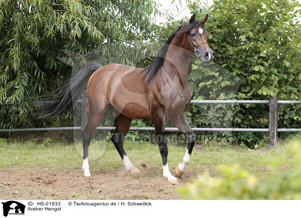 Araber Hengst / arabian stallion / HS-01833