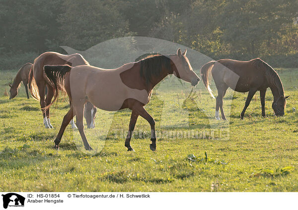 Araber Hengste / arabian stallions / HS-01854