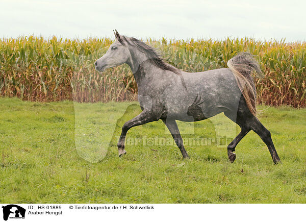 Araber Hengst / arabian stallion / HS-01889