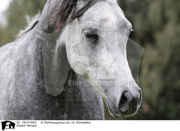 Araber Hengst / arabian stallion / HS-01893