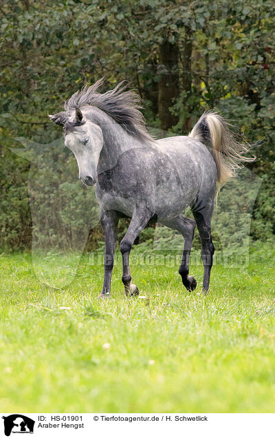 Araber Hengst / arabian stallion / HS-01901