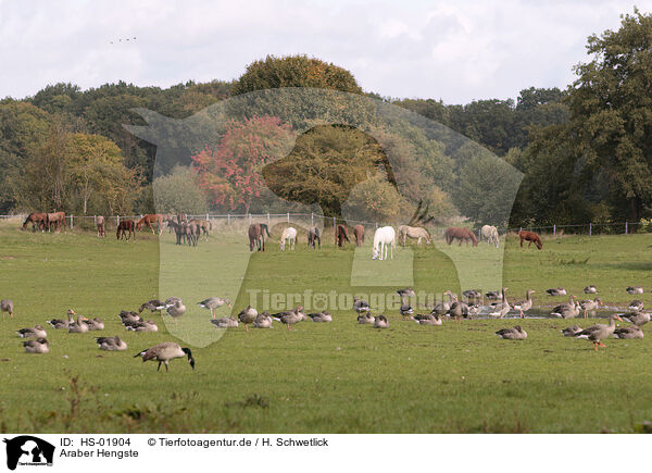 Araber Hengste / arabian stallions / HS-01904