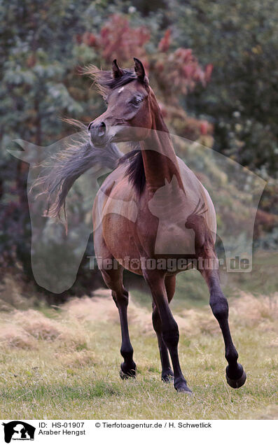 Araber Hengst / arabian stallion / HS-01907