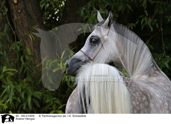 Araber Hengst / arabian stallion / HS-01909