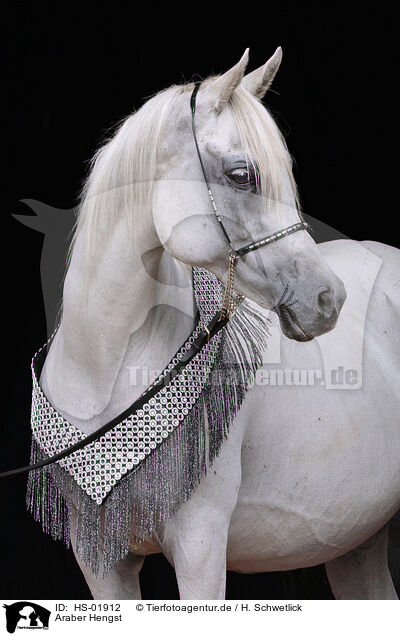Araber Hengst / arabian stallion / HS-01912