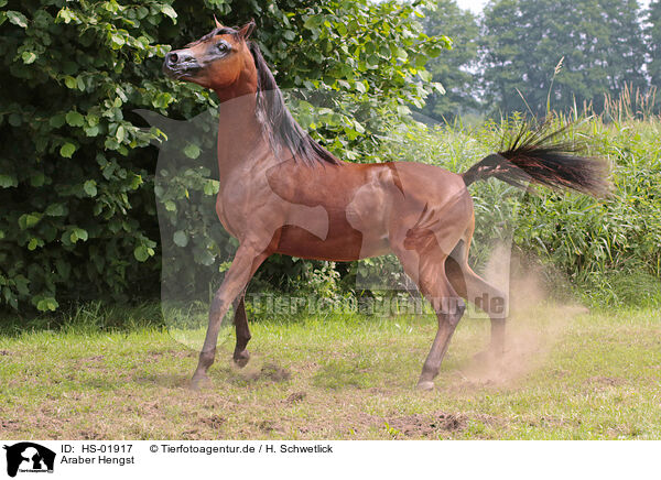 Araber Hengst / arabian stallion / HS-01917