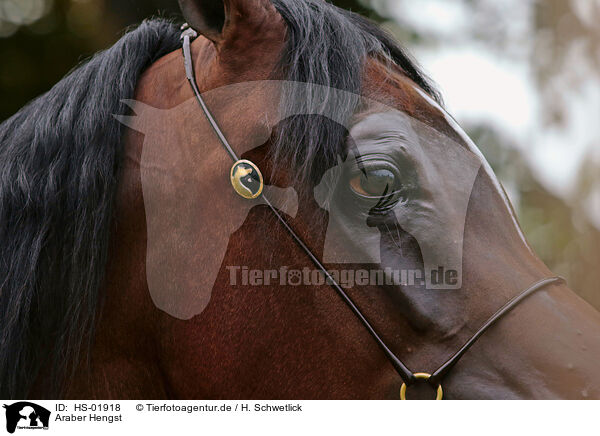 Araber Hengst / arabian stallion / HS-01918