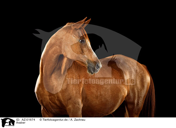 Araber / arabian horse / AZ-01674