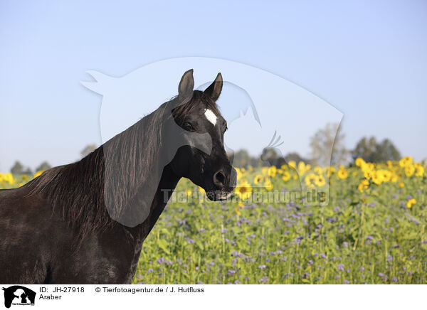 Araber / Arabian horse / JH-27918