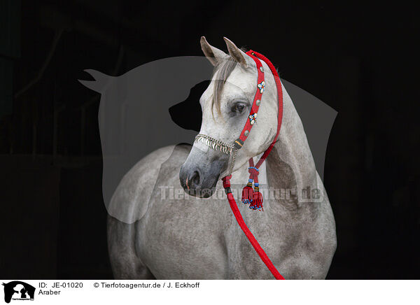 Araber / Arabian horse / JE-01020