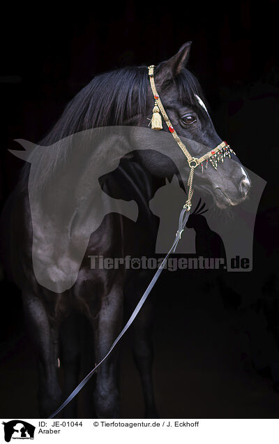 Araber / Arabian horse / JE-01044