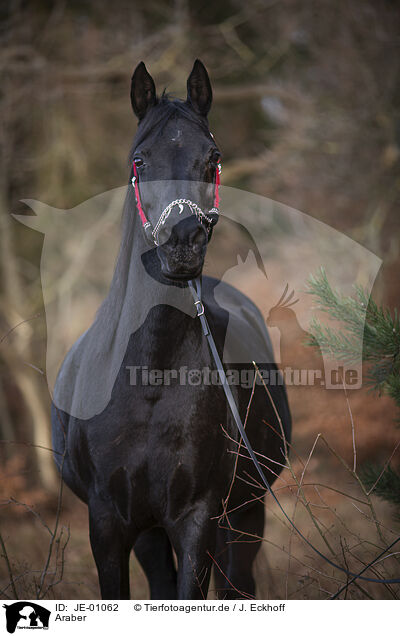 Araber / Arabian horse / JE-01062