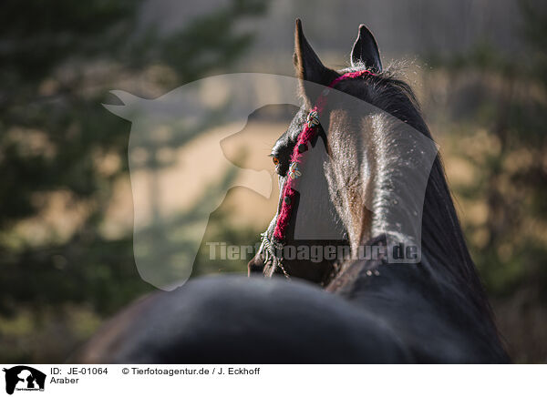 Araber / Arabian horse / JE-01064