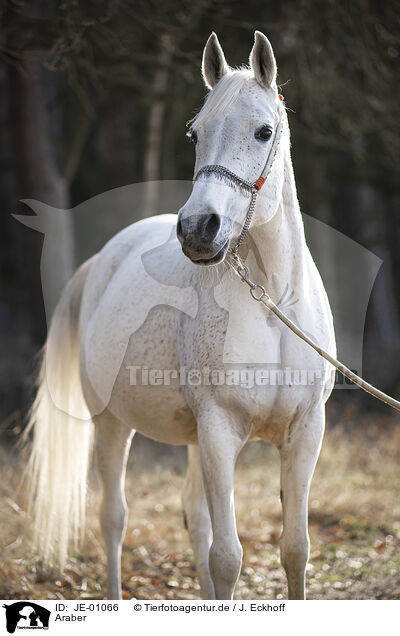 Araber / Arabian horse / JE-01066