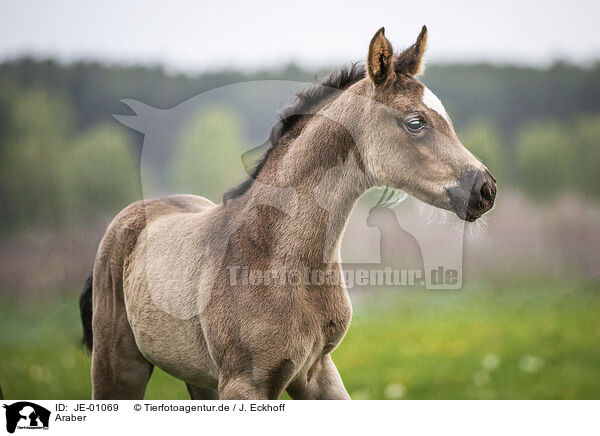 Araber / Arabian horse / JE-01069
