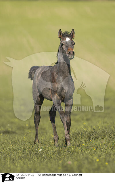 Araber / Arabian horse / JE-01102