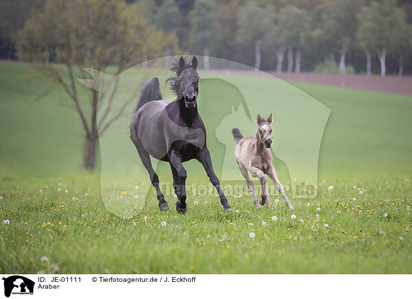 Araber / Arabian horse / JE-01111