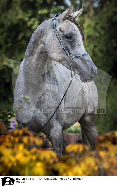 Araber / Arabian horse / JE-01137