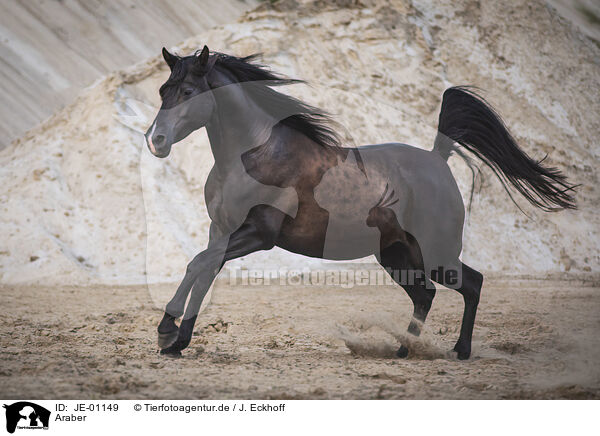 Araber / Arabian horse / JE-01149