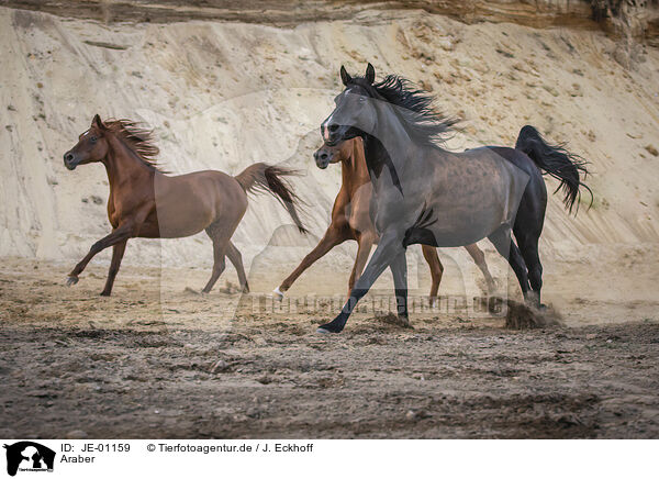 Araber / Arabian horse / JE-01159