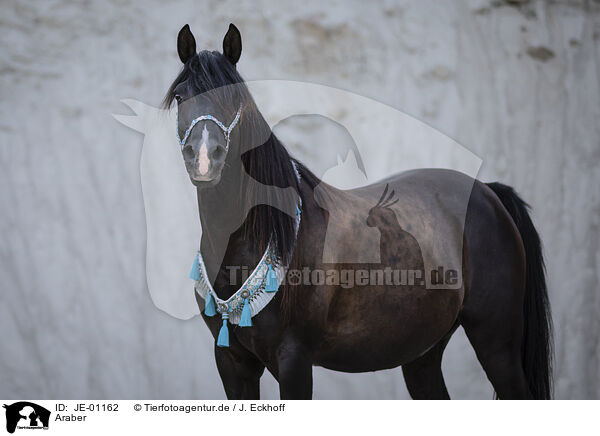 Araber / Arabian horse / JE-01162