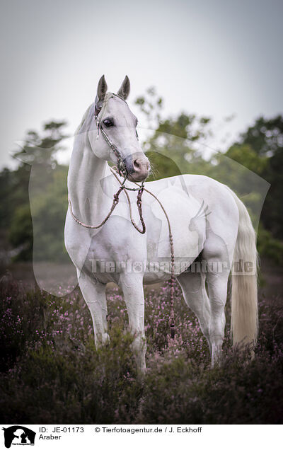 Araber / Arabian horse / JE-01173