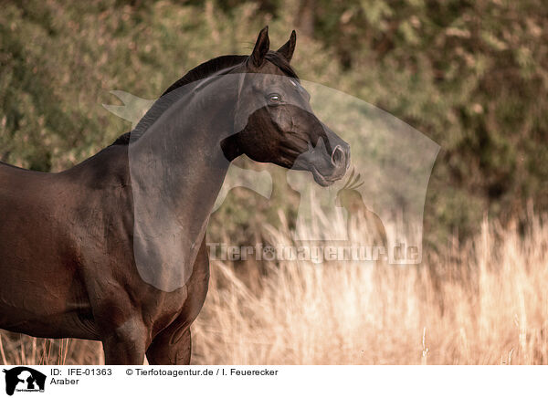 Araber / arabian horse / IFE-01363