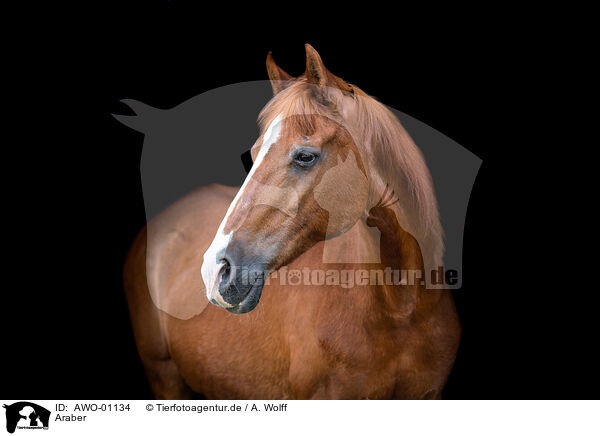 Araber / arabian horse / AWO-01134