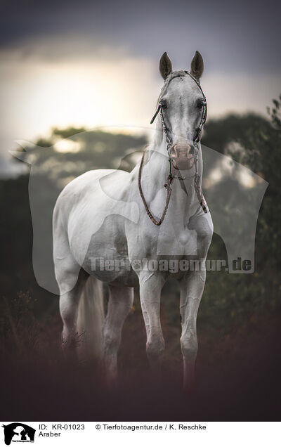 Araber / arabian horse / KR-01023
